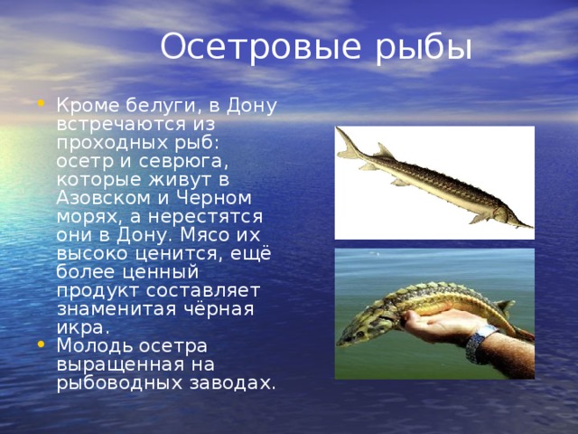  Осетровые рыбы Кроме белуги, в Дону встречаются из проходных рыб: осетр и севрюга, которые живут в Азовском и Черном морях, а нерестятся они в Дону. Мясо их высоко ценится, ещё более ценный продукт составляет знаменитая чёрная икра. Молодь осетра выращенная на рыбоводных заводах. 