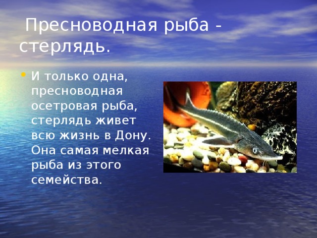  Пресноводная рыба - стерлядь. И только одна, пресноводная осетровая рыба, стерлядь живет всю жизнь в Дону. Она самая мелкая рыба из этого семейства. 