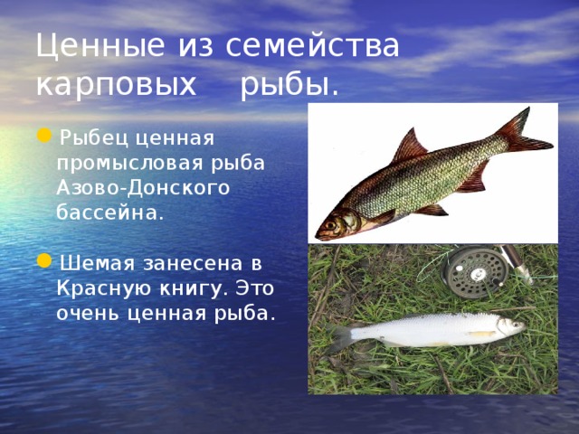 Ценные из семейства карповых рыбы. Рыбец ценная промысловая рыба Азово-Донского бассейна. Шемая занесена в Красную книгу. Это очень ценная рыба. 