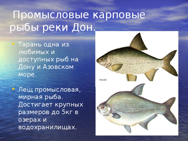  Промысловые карповые рыбы реки Дон. Тарань одна из любимых и доступных рыб на Дону и Азовском море. Лещ промысловая, мирная рыба. Достигает крупных размеров до 5кг в озерах и водохранилищах. 