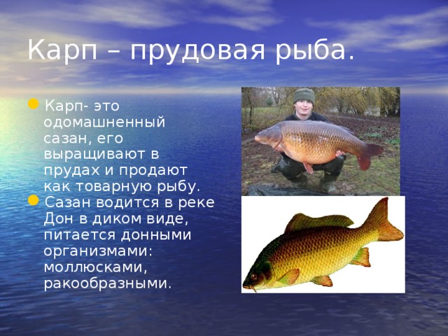 Карп – прудовая рыба. Карп- это одомашненный сазан, его выращивают в прудах и продают как товарную рыбу. Сазан водится в реке Дон в диком виде, питается донными организмами: моллюсками, ракообразными. 