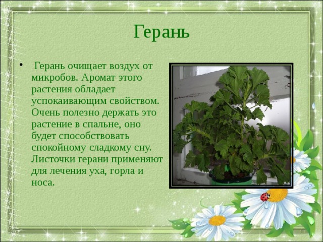 Герань  Герань очищает воздух от микробов. Аромат этого растения обладает успокаивающим свойством. Очень полезно держать это растение в спальне, оно будет способствовать спокойному сладкому сну. Листочки герани применяют для лечения уха, горла и носа.  