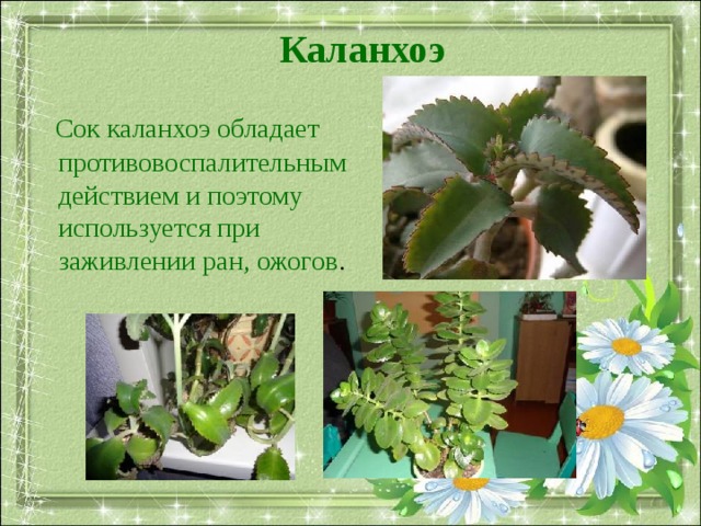 Каланхоэ     Сок каланхоэ обладает противовоспалительным действием и поэтому используется при заживлении ран, ожогов . 