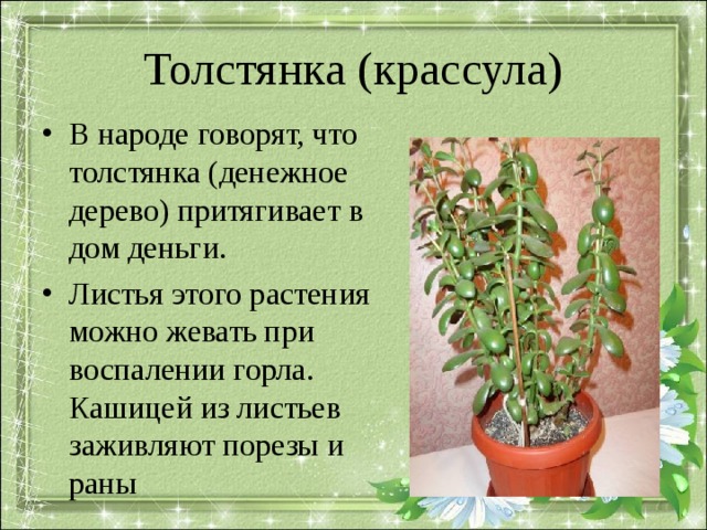 Толстянка (крассула) В народе говорят, что толстянка (денежное дерево) притягивает в дом деньги. Листья этого растения можно жевать при воспалении горла. Кашицей из листьев заживляют порезы и раны  