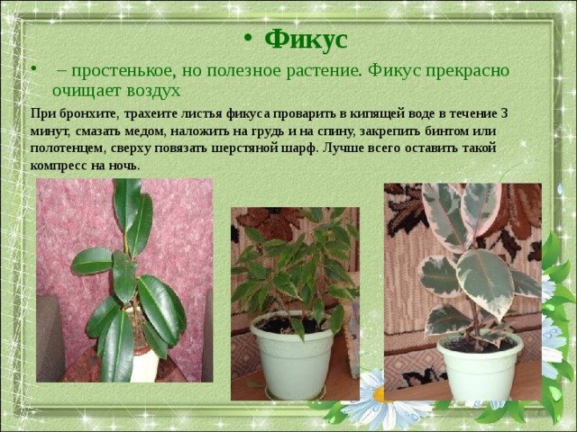Фикус   – простенькое, но полезное растение. Фикус прекрасно очищает воздух При бронхите, трахеите листья фикуса проварить в кипящей воде в течение 3 минут, смазать медом, наложить на грудь и на спину, закрепить бинтом или полотенцем, сверху повязать шерстяной шарф. Лучше всего оставить такой компресс на ночь. 