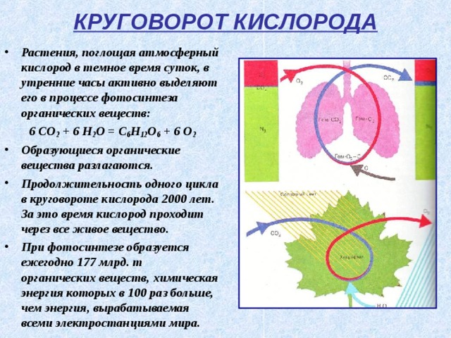 КРУГОВОРОТ КИСЛОРОДА Растения, поглощая атмосферный кислород в темное время суток, в утренние часы активно выделяют его в процессе фотосинтеза органических веществ: 6 CO 2 + 6 H 2 O = C 6 H 12 O 6 + 6 O 2 Образующиеся органические вещества разлагаются. Продолжительность одного цикла в круговороте кислорода 2000 лет. За это время кислород проходит через все живое вещество. При фотосинтезе образуется ежегодно 177 млрд. т органических веществ, химическая энергия которых в 100 раз больше, чем энергия, вырабатываемая всеми электростанциями мира. 