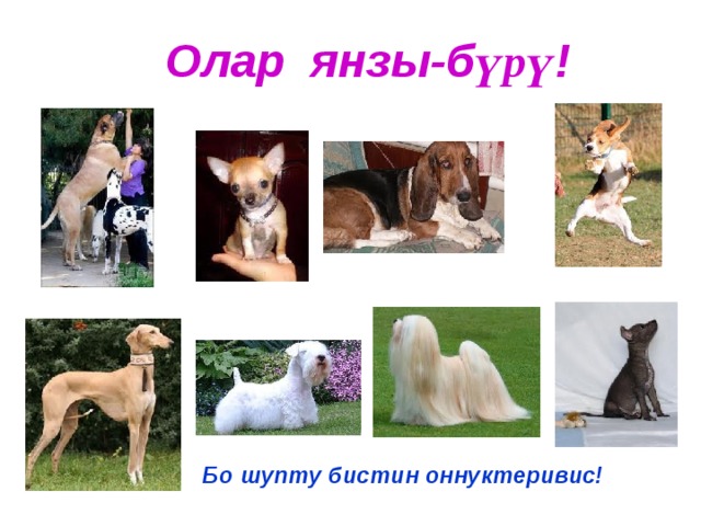 Олар янзы-б үрү ! Бо шупту бистин оннуктеривис! 