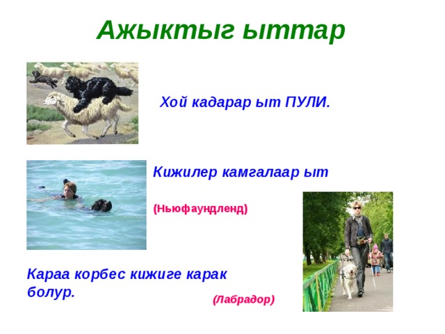 Ажыктыг ыттар Хой кадарар ыт ПУЛИ. Кижилер камгалаар ыт (Ньюфаундленд) Караа корбес кижиге карак болур. (Лабрадор) 