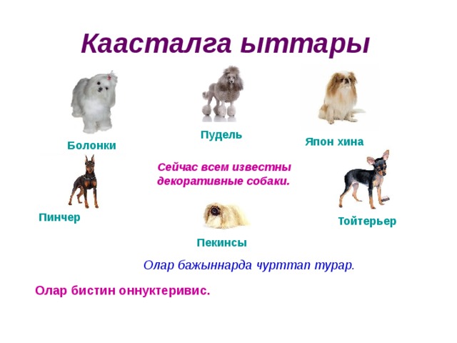 Каасталга ыттары Пудель Япон хина Болонки Сейчас всем известны декоративные собаки. Пинчер Тойтерьер Пекинсы Олар бажыннарда чурттап турар. Олар бистин оннуктеривис. 