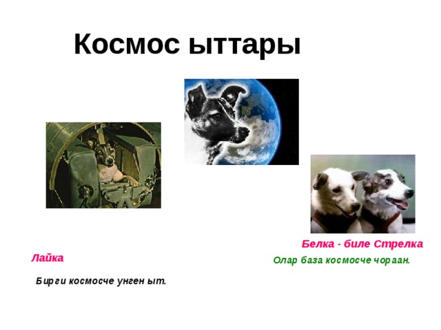 Космос ыттары Белка - биле Стрелка Лайка Олар база космосче чораан.  Бирги космосче унген ыт. 