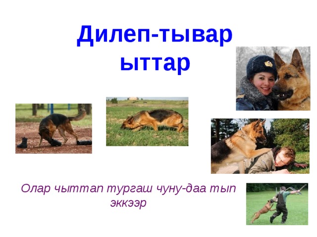 Дилеп-тывар ыттар Олар чыттап тургаш чуну-даа тып эккээр 