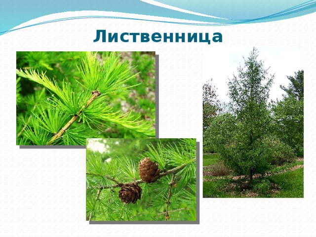 Лиственница 