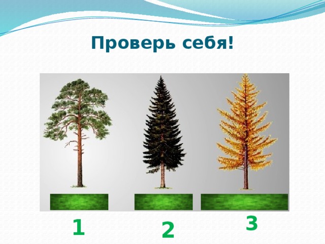 Проверь себя! 3 1 2 