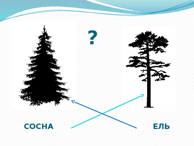 ? СОСНА ЕЛЬ 