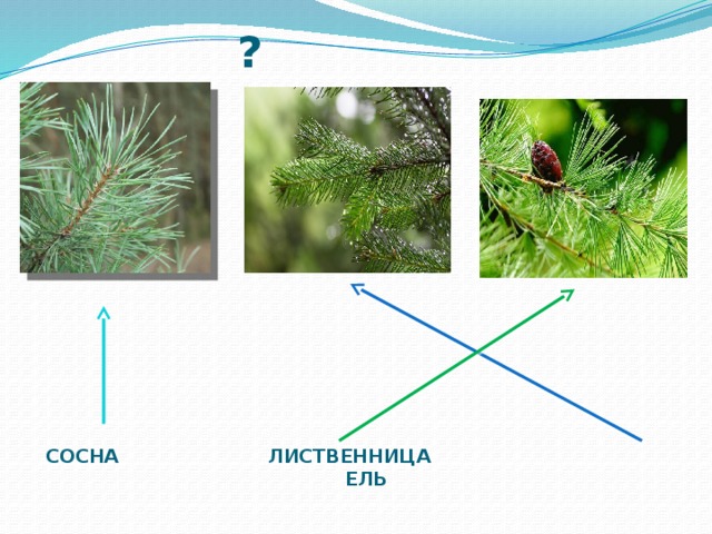 ? СОСНА ЛИСТВЕННИЦА ЕЛЬ 
