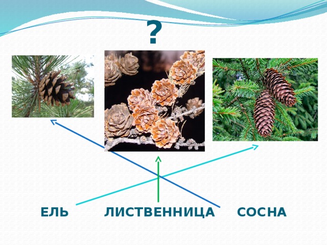 ? ЕЛЬ ЛИСТВЕННИЦА СОСНА 