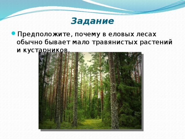 Задание Предположите, почему в еловых лесах обычно бывает мало травянистых растений и кустарников. 