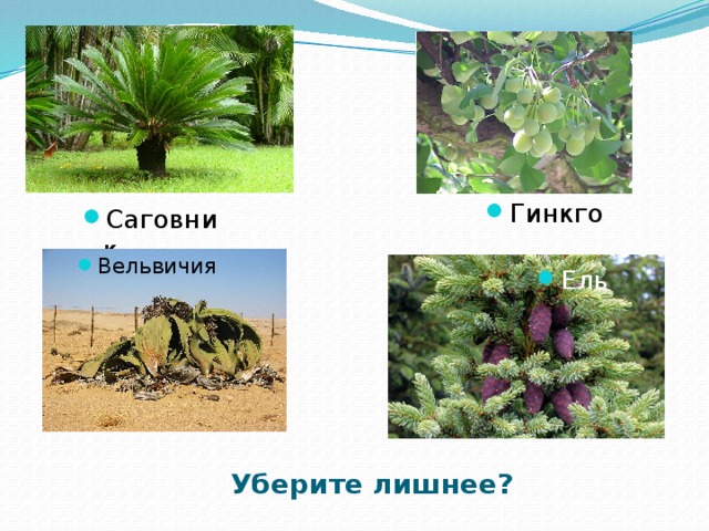 Гинкго Саговник Вельвичия Ель Уберите лишнее? 