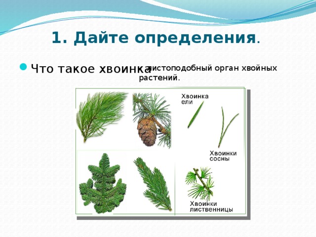 1. Дайте определения . Что такое хвоинка -  листоподобный орган хвойных растений. 