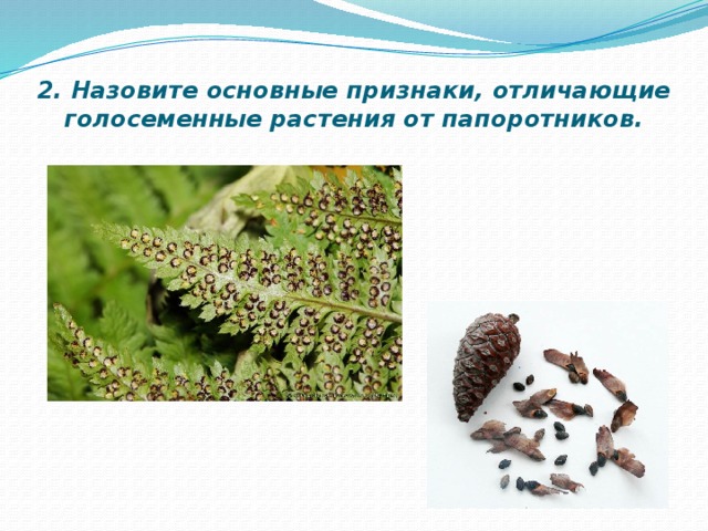 2. Назовите основные признаки, отличающие голосеменные растения от папоротников. 