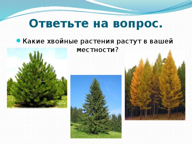 Ответьте на вопрос. Какие хвойные растения растут в вашей местности? 
