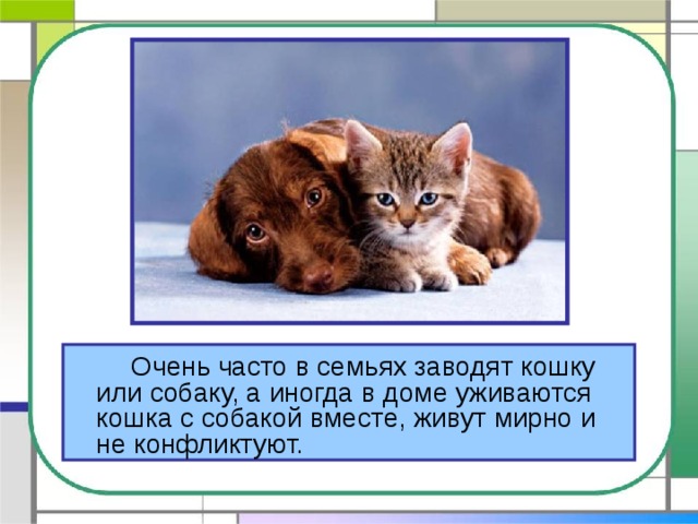   Очень часто в семьях заводят кошку или собаку, а иногда в доме уживаются кошка с собакой вместе, живут мирно и не конфликтуют. 