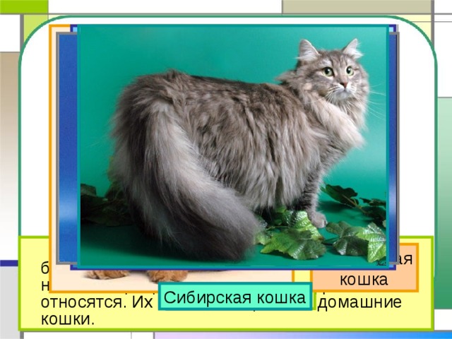   На свете около 60 разных пород кошек. Но большинство тех кошек, которые живут в наших квартирах, ни к какой породе не относятся. Их называют просто – домашние кошки. Персидская кошка Обычная домашняя кошка Сиамская кошка Русская голубая Сибирская кошка 