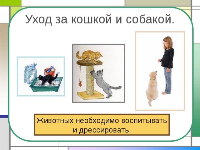 Уход за кошкой и собакой. Животных необходимо воспитывать и дрессировать. 