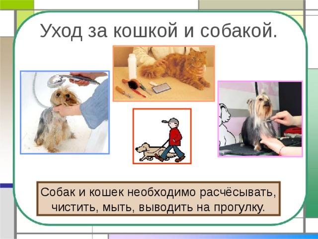 Уход за кошкой и собакой. Собак и кошек необходимо расчёсывать, чистить, мыть, выводить на прогулку. 