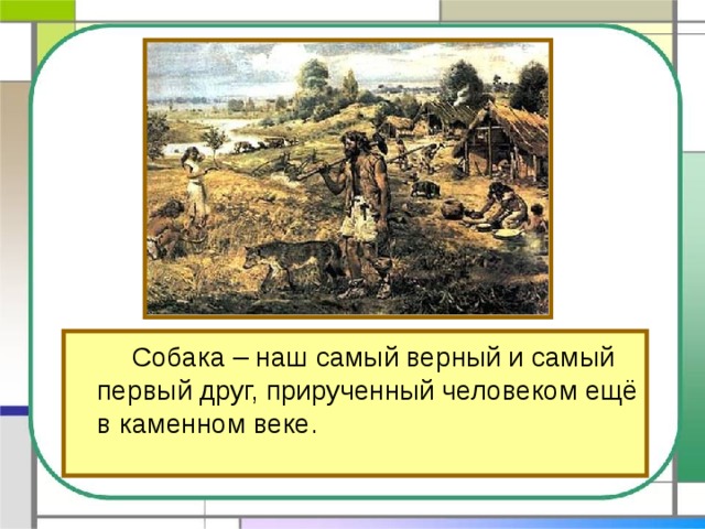   Собака – наш самый верный и самый первый друг, прирученный человеком ещё в каменном веке. 