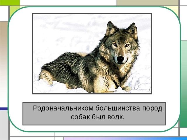  Родоначальником большинства пород собак был волк. 