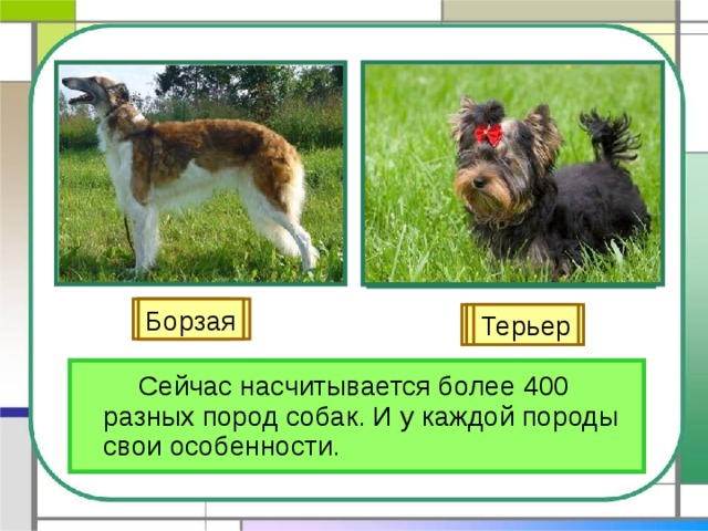 Лайка Легавая Борзая Овчарка Гончая Терьер   Сейчас насчитывается более 400 разных пород собак. И у каждой породы свои особенности. 