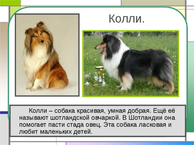  Колли.   Колли – собака красивая, умная добрая. Ещё её называют шотландской овчаркой. В Шотландии она помогает пасти стада овец. Эта собака ласковая и любит маленьких детей. 