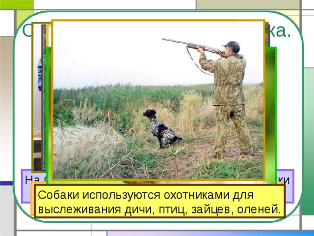 Собака – помощник человека. На Севере ездовые собаки перевозят упряжки с людьми и грузами. Милиционерам собаки помогают Слепым людям надёжно служат  разыскивать нарушителей закона. собаки-поводыри. Пастухам собаки помогают В военное время собаки спасали раненых, доставляли боеприпасы и донесения. пасти стада животных. Собаки используются охотниками для выслеживания дичи, птиц, зайцев, оленей. 