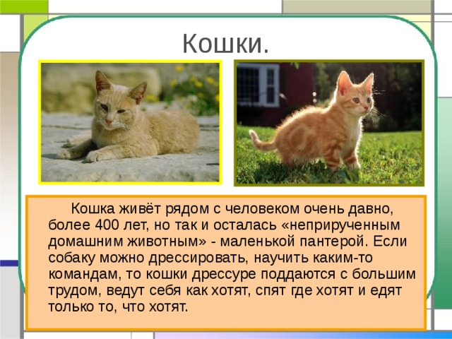 Кошки.   Кошка живёт рядом с человеком очень давно, более 400 лет, но так и осталась «неприрученным домашним животным» - маленькой пантерой. Если собаку можно дрессировать, научить каким-то командам, то кошки дрессуре поддаются с большим трудом, ведут себя как хотят, спят где хотят и едят только то, что хотят. 