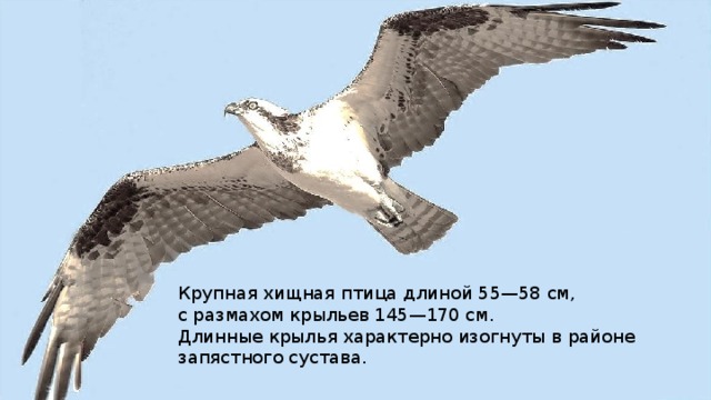 Крупная хищная птица длиной 55—58 см, с размахом крыльев 145—170 см. Длинные крылья характерно изогнуты в районе запястного сустава. 