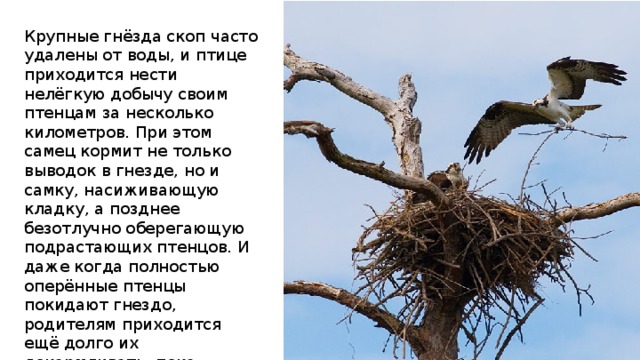 Крупные гнёзда скоп часто удалены от воды, и птице приходится нести нелёгкую добычу своим птенцам за несколько километров. При этом самец кормит не только выводок в гнезде, но и самку, насиживающую кладку, а позднее безотлучно оберегающую подрастающих птенцов. И даже когда полностью оперённые птенцы покидают гнездо, родителям приходится ещё долго их докармливать, пока молодые скопы не освоят искусство самостоятельной охоты 