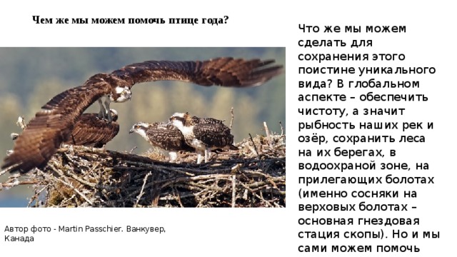 Чем же мы можем помочь птице года? Что же мы можем сделать для сохранения этого поистине уникального вида? В глобальном аспекте – обеспечить чистоту, а значит рыбность наших рек и озёр, сохранить леса на их берегах, в водоохраной зоне, на прилегающих болотах (именно сосняки на верховых болотах – основная гнездовая стация скопы). Но и мы сами можем помочь скопе. Соблюдать тишину и покой Автор фото - Martin Passchier. Ванкувер, Канада 