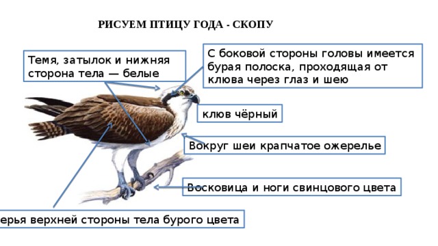 РИСУЕМ ПТИЦУ ГОДА - СКОПУ С боковой стороны головы имеется бурая полоска, проходящая от клюва через глаз и шею Темя, затылок и нижняя сторона тела — белые клюв чёрный Вокруг шеи крапчатое ожерелье Восковица и ноги свинцового цвета Перья верхней стороны тела бурого цвета 