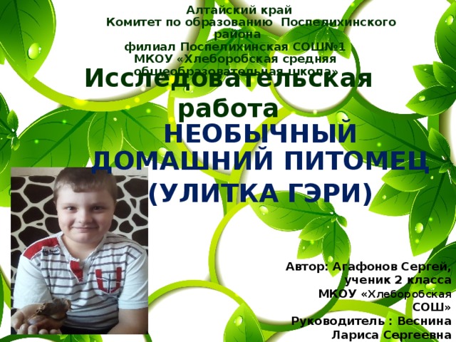 Алтайский край  Комитет по образованию Поспелихинского района  филиал Поспелихинская СОШ№1 МКОУ «Хлеборобская средняя общеобразовательная школа»  Исследовательская работа Необычный домашний питомец (улитка Гэри) Автор: Агафонов Сергей, ученик 2 класса МКОУ « Хлеборобская СОШ» Руководитель : Веснина Лариса Сергеевна