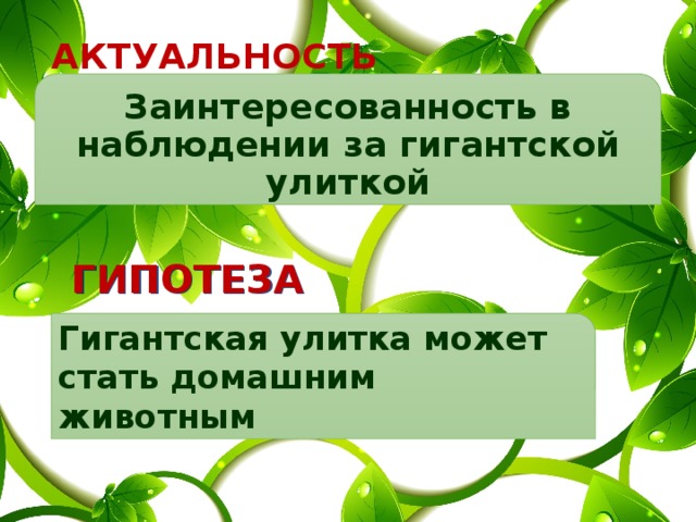 Актуальность Заинтересованность в наблюдении за гигантской улиткой Гипотеза Гигантская улитка может стать домашним животным