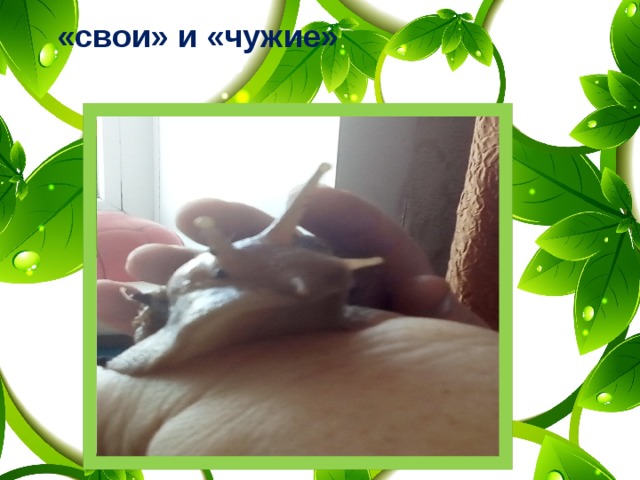 «свои» и «чужие»