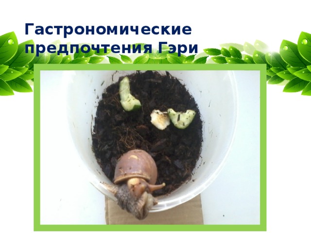 Гастрономические предпочтения Гэри