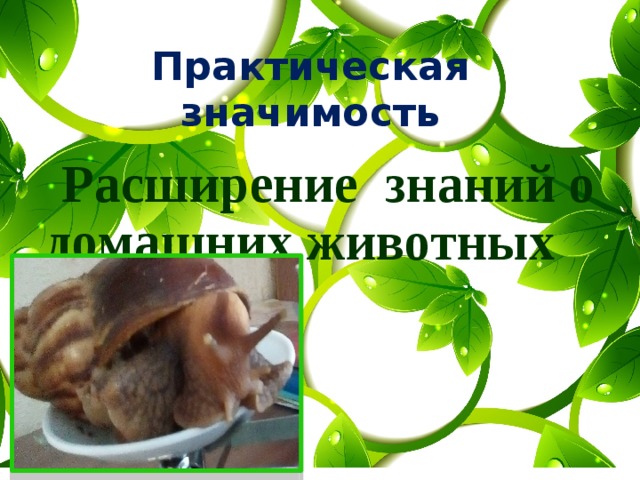 Практическая значимость  Расширение знаний о домашних животных