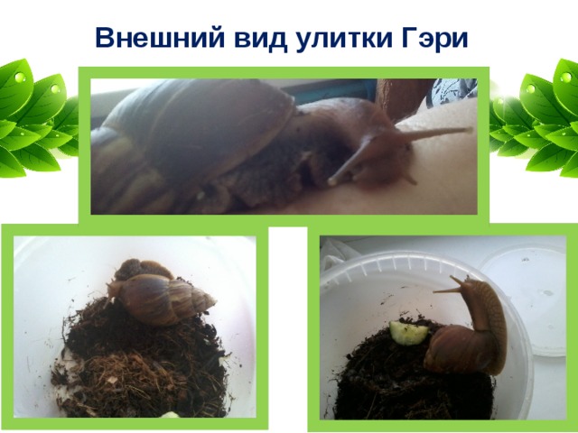 Внешний вид улитки Гэри