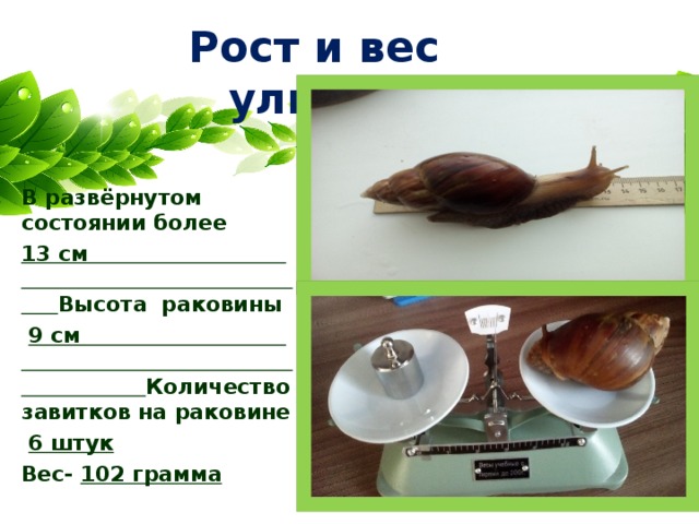 Рост и вес улитки В развёрнутом состоянии более 13 см Высота раковины  9 см Количество завитков на раковине  6 штук Вес- 102 грамма