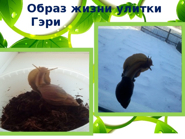 Образ жизни улитки Гэри