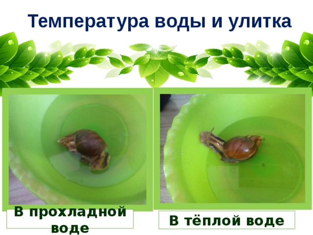 Температура воды и улитка В прохладной воде В тёплой воде