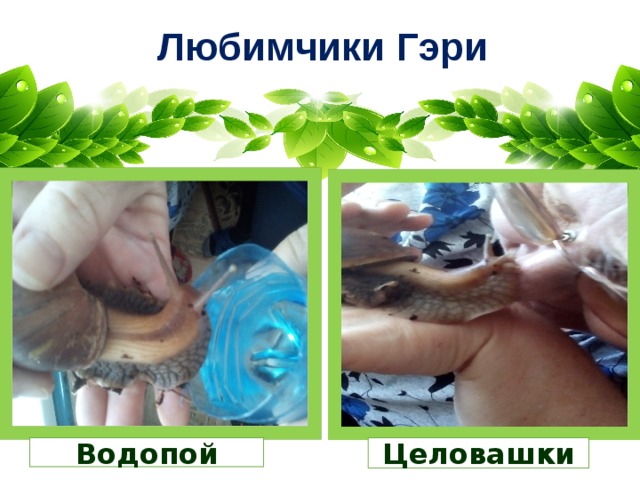 Любимчики Гэри Водопой Целовашки