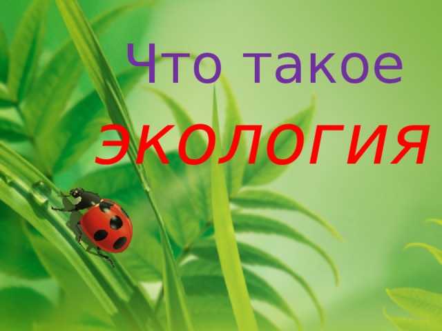 Что такое экология 
